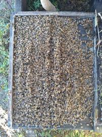  Dead bees on bottom board; photo by Dewey M. Caron
